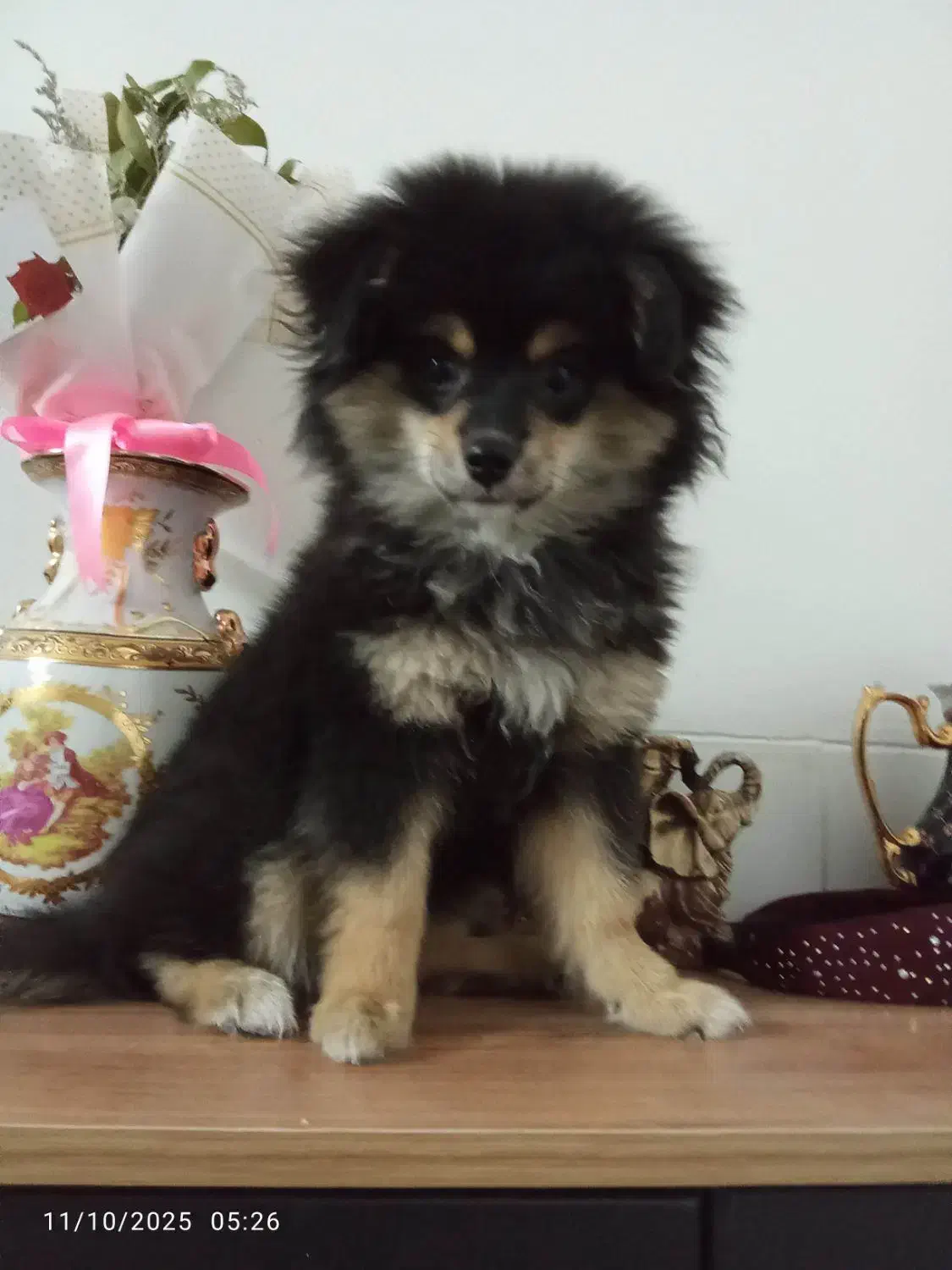 واگذاری پامر خرسی|سگ|یزد, |دیوار