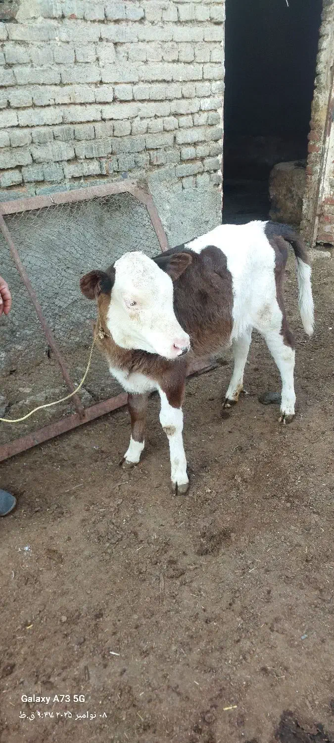 یک عدد گاو با گوساله ماده|حیوانات مزرعه|اشنویه, |دیوار