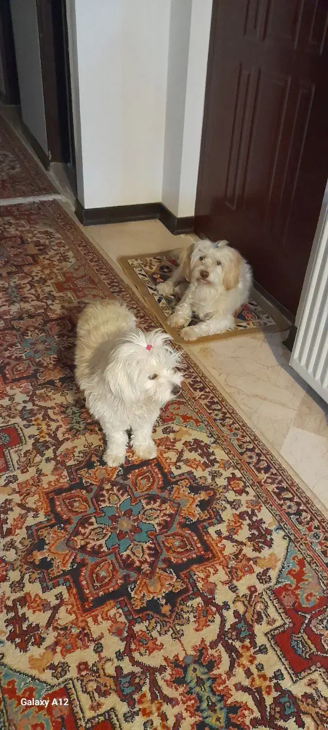 پت  (سگ) پیدا شده در اندیشه|حیوانات|کرج, عظیمیه|دیوار