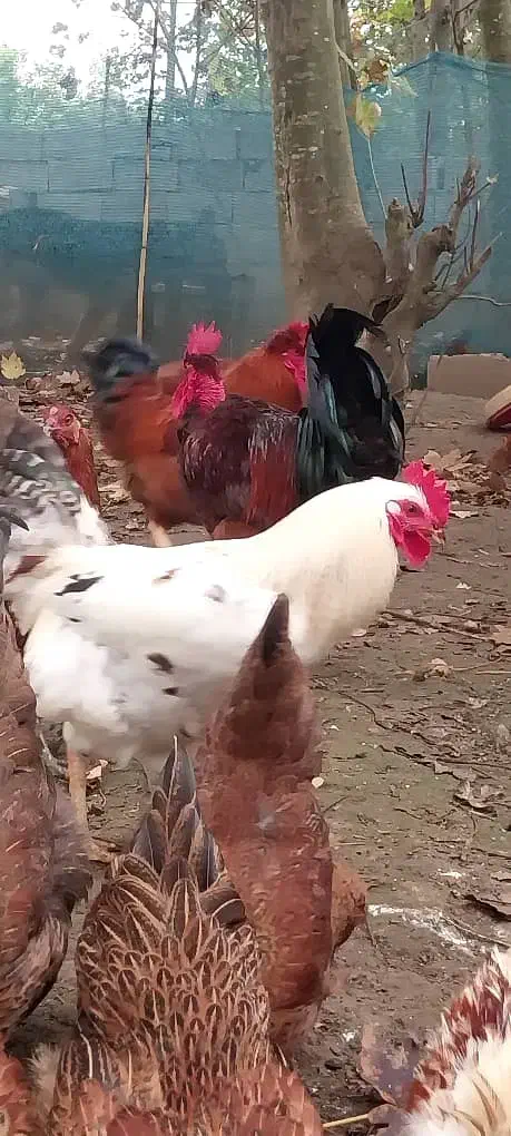 فروش خروس محلی|حیوانات مزرعه|لاهیجان, خالو باغ|دیوار