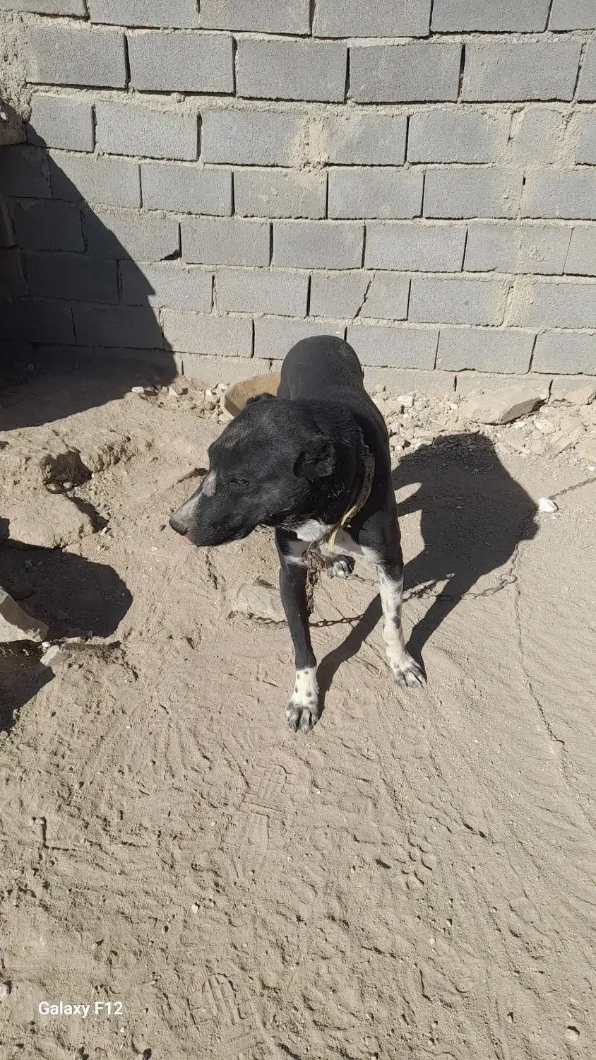 سگ باغ|سگ|قوچان, |دیوار