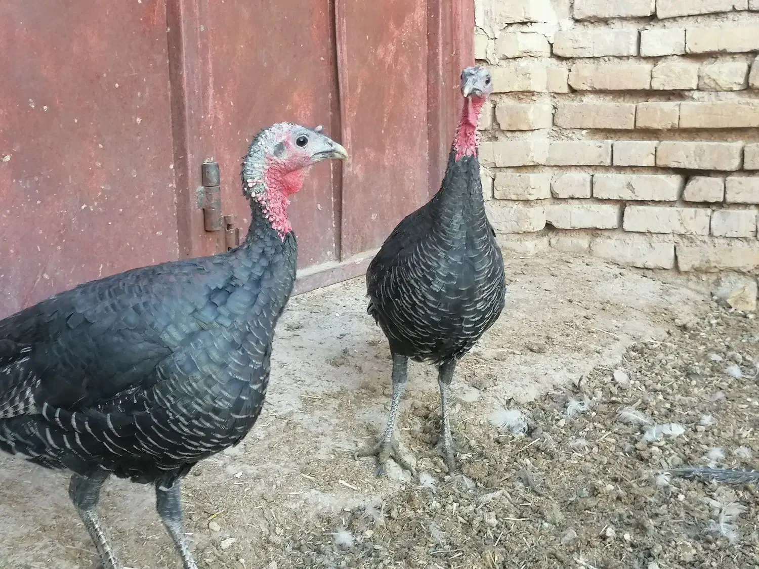 بوقلمون قو غاز|حیوانات مزرعه|شیراز, گویم|دیوار