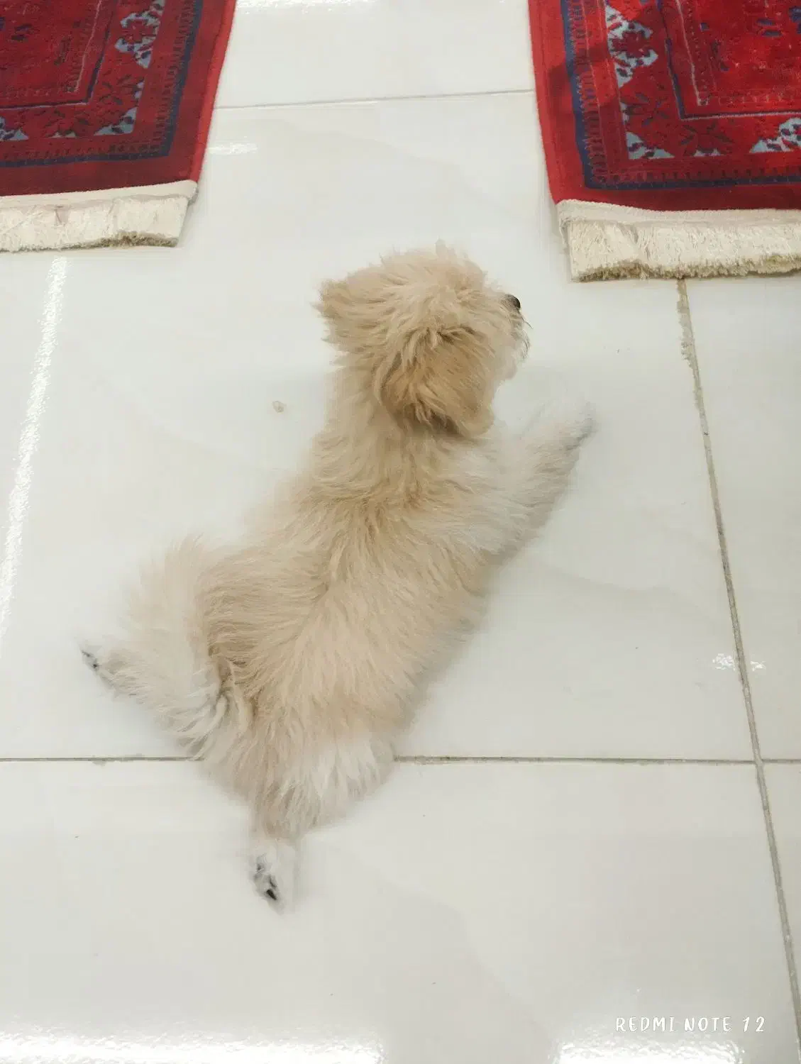 شیتزو پودل|سگ|قم, نخودی|دیوار