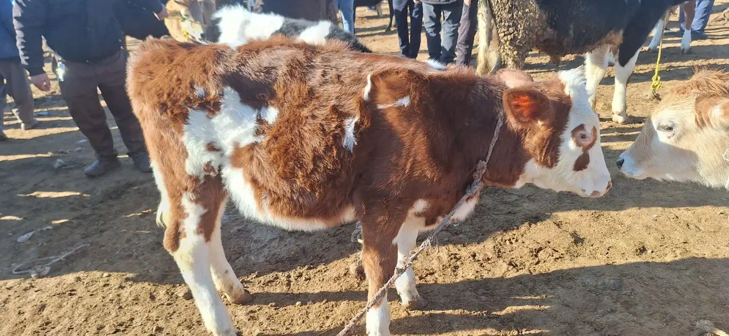 گوساله های ماده|حیوانات مزرعه|اهر, |دیوار