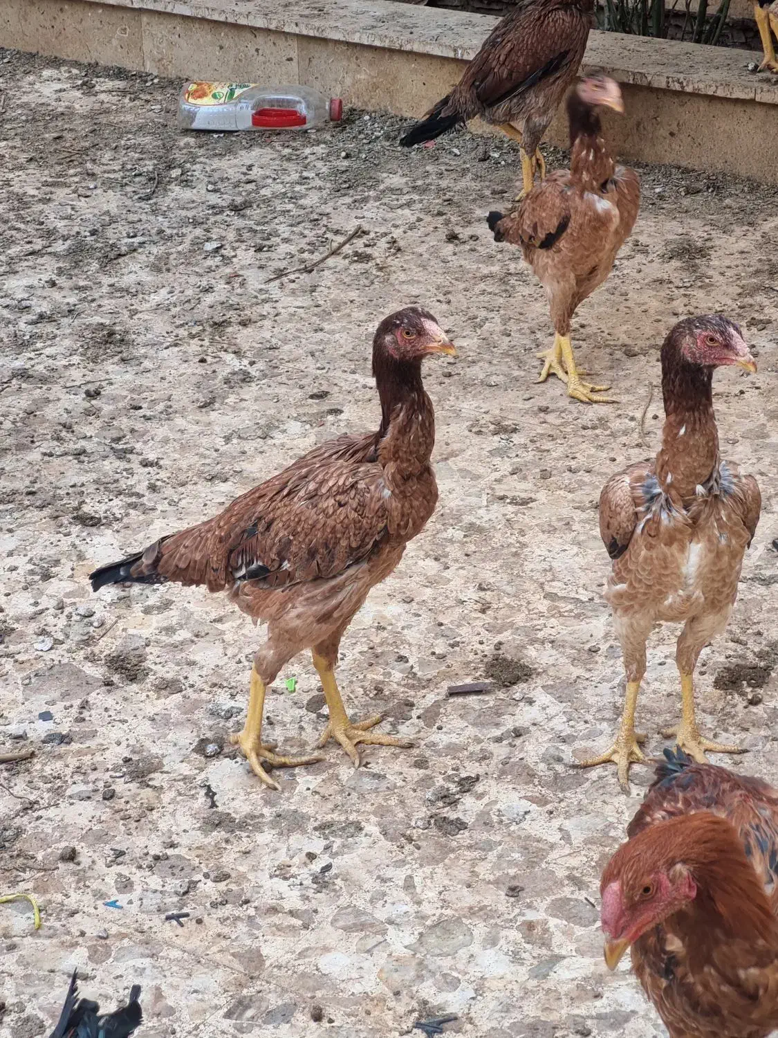 مرغ وخروس لاری|حیوانات مزرعه|اقبالیه, |دیوار