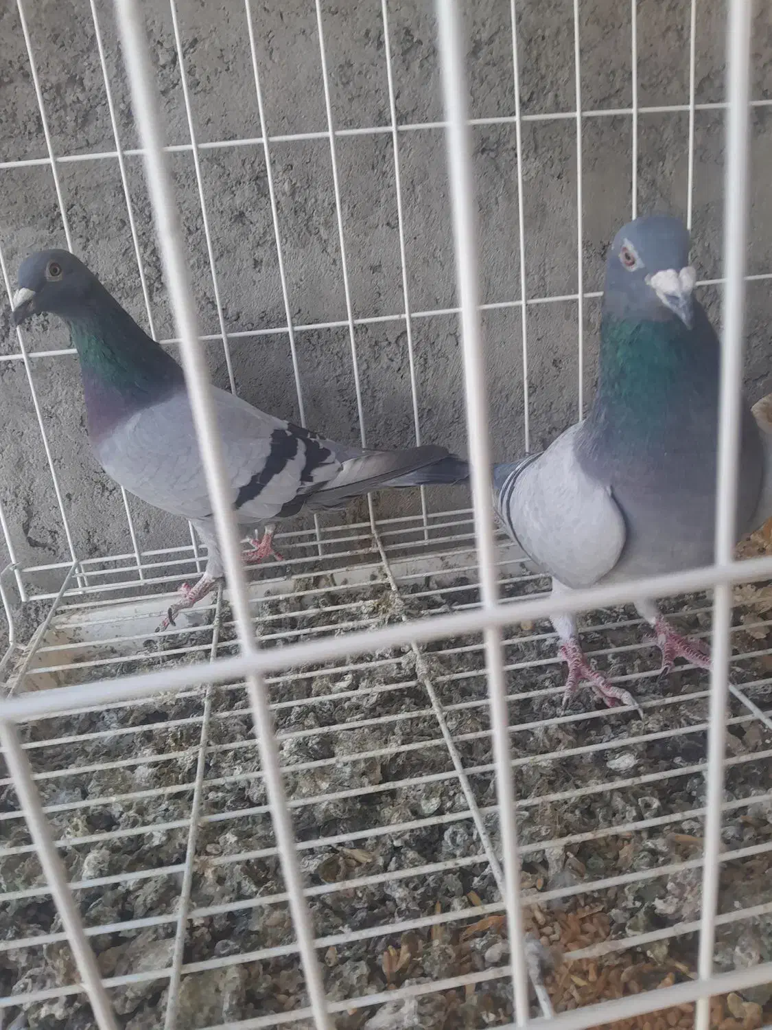 جفت کبوتر پلاکی روی جوجه|پرنده|جیرفت, |دیوار