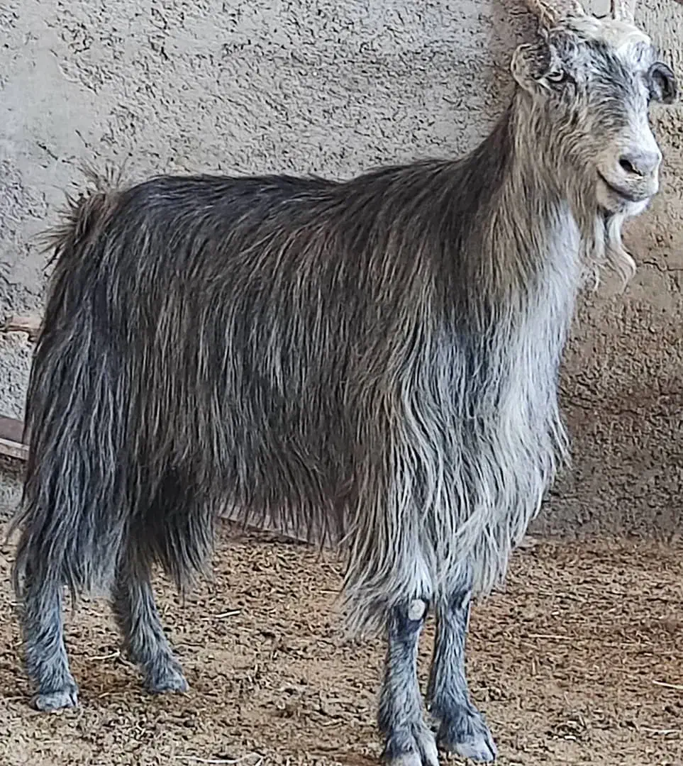 2، بز آبستن ترکی هیکلی جوان در وحدتیه|حیوانات مزرعه|وحدتیه, |دیوار