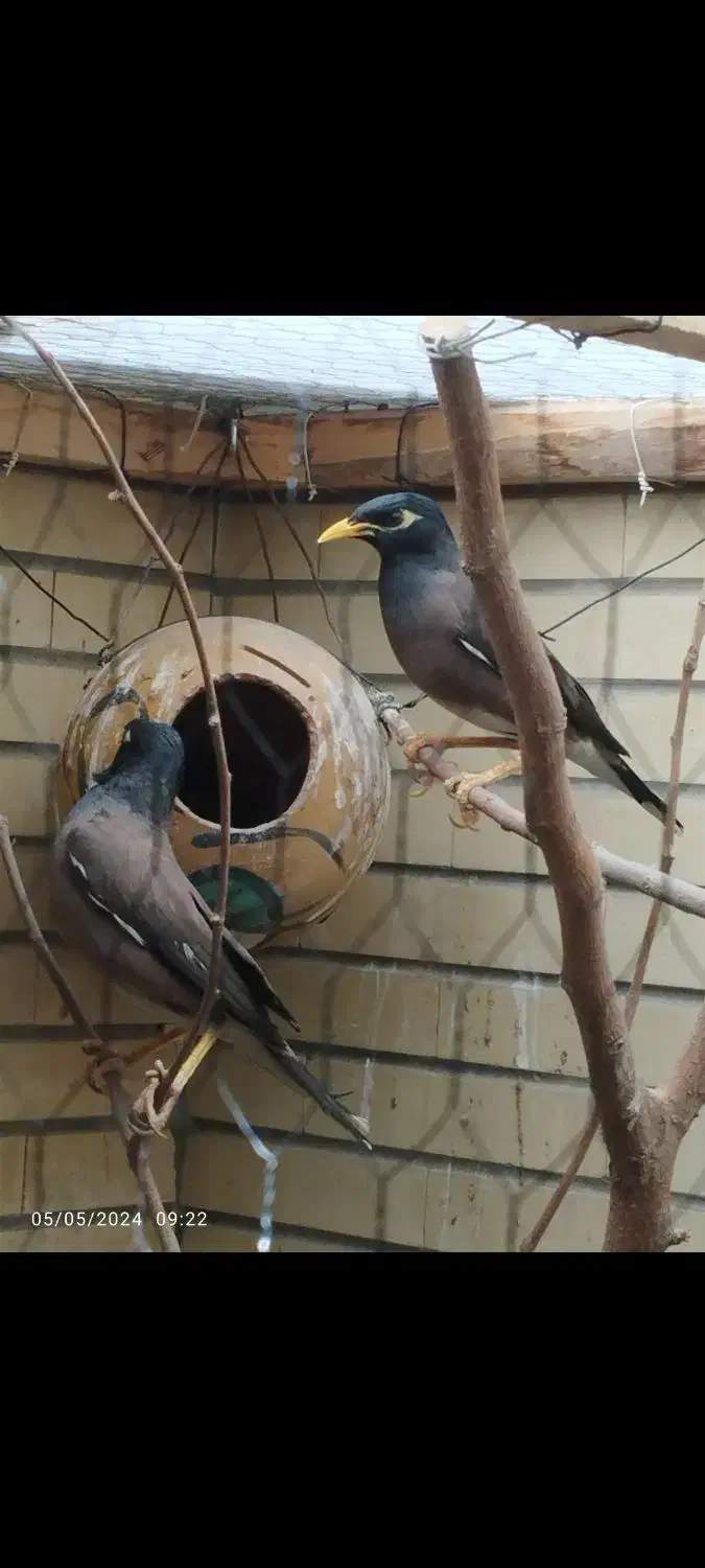 مرغ مینا نر و ماده بالغ و به شرط|پرنده|اصفهان, شاهزید|دیوار