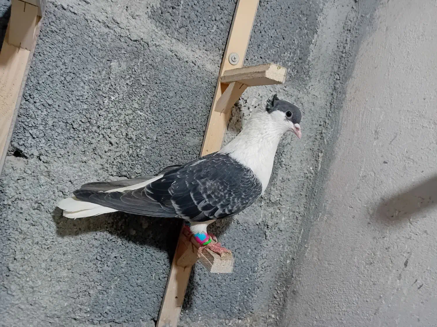 جفت ساده کاکلی|پرنده|مشهد, موعود|دیوار