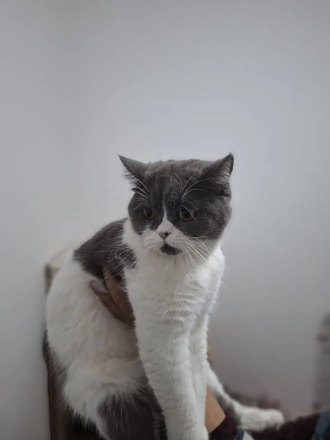 گربه بریتیش|گربه|مشهد, شهرک مهرگان|دیوار