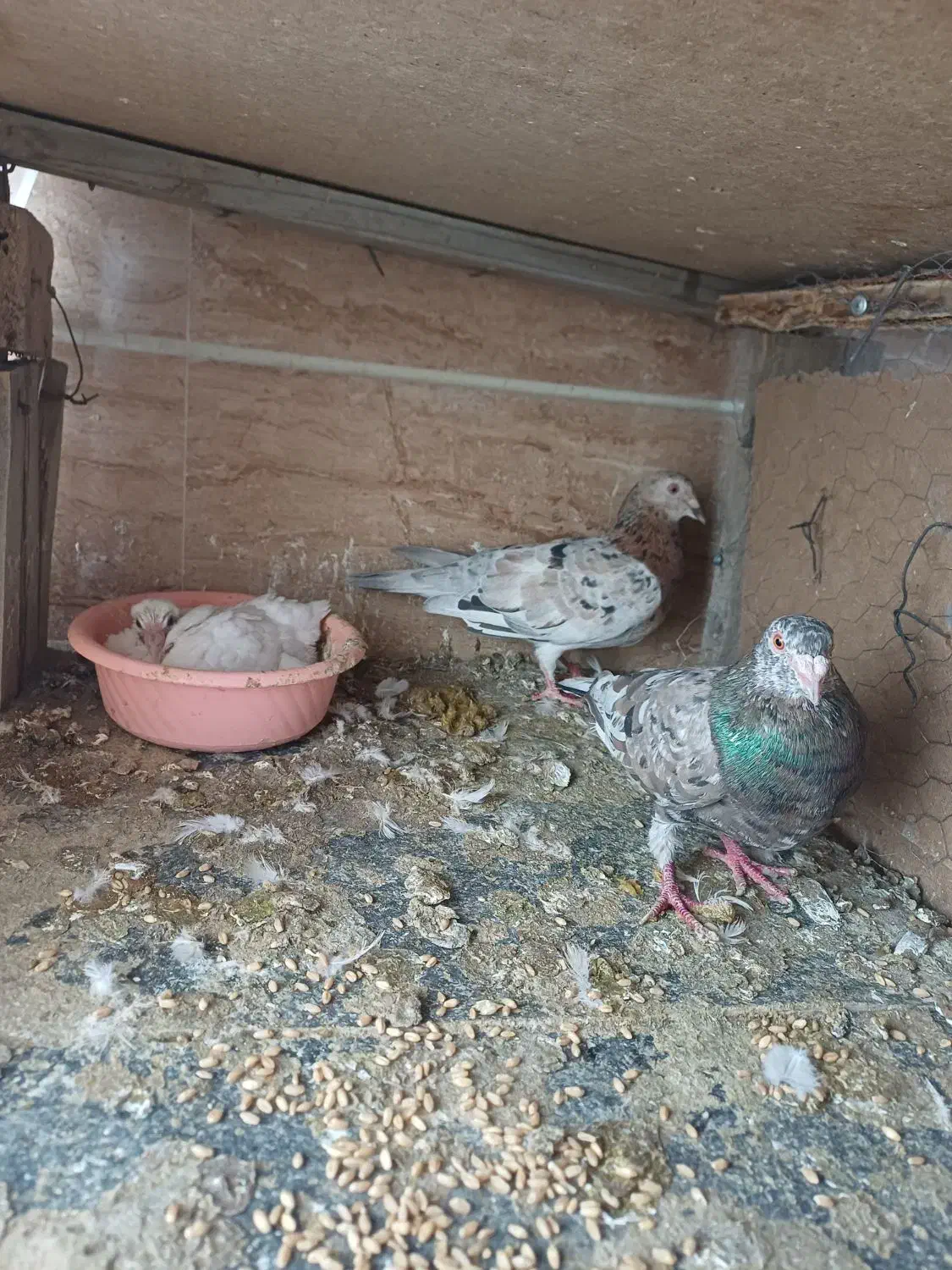 پرنده|پرنده|محمدیه-قزوین, |دیوار