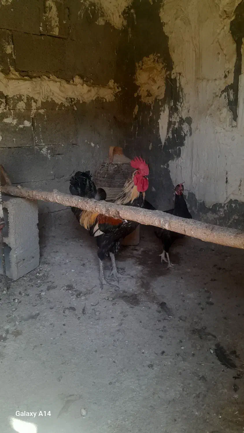 خروس محلی اذان گو میمند فارس|حیوانات مزرعه|میمند, |دیوار