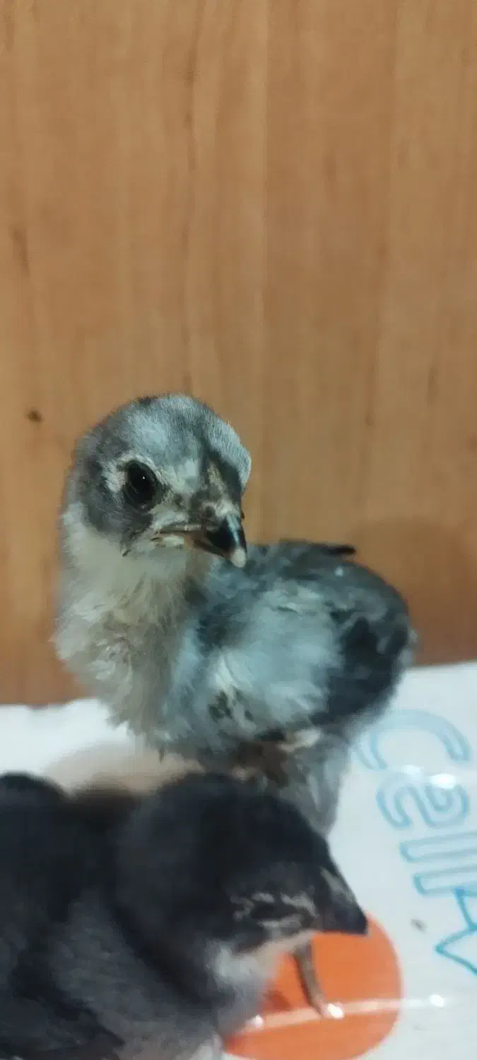 جوجه لاری نژاد اصیل|حیوانات مزرعه|جویم, |دیوار