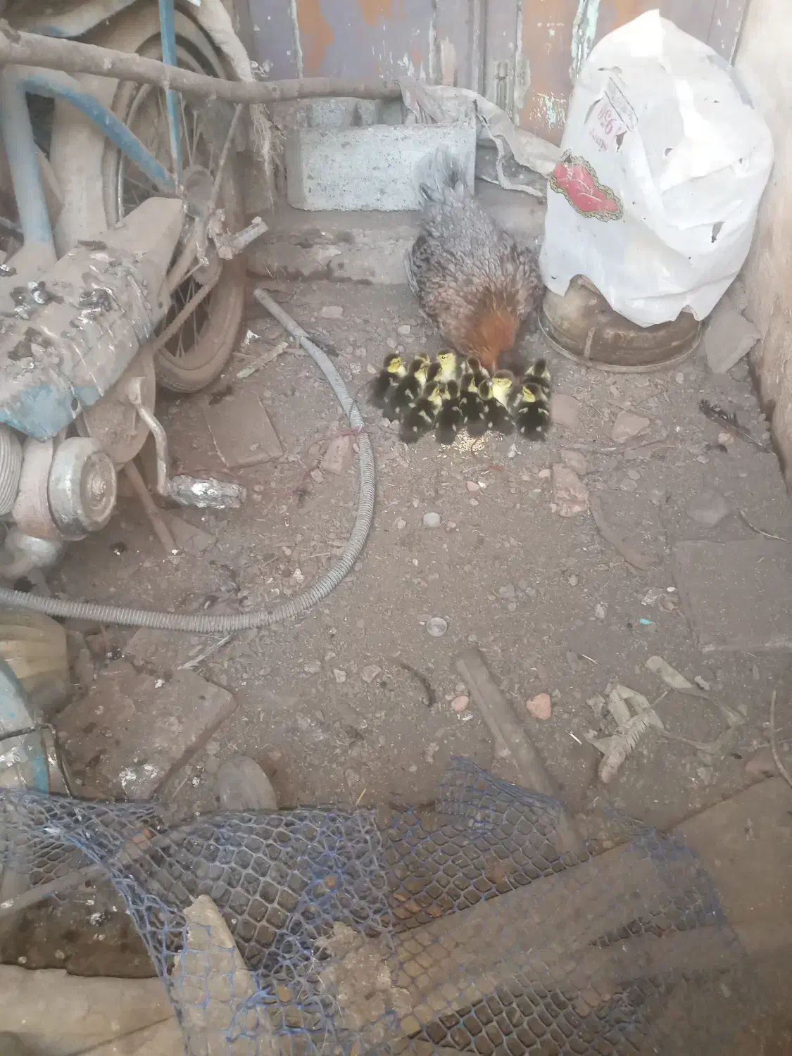 مرغ کرچ همراه ۱۲عددجوجه خروس بزرگ ونیمچه|حیوانات مزرعه|لنگرود, |دیوار