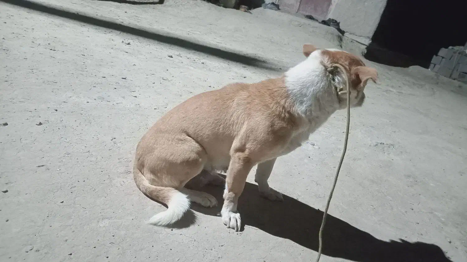 پاکوتاه|سگ|نیمروز, |دیوار