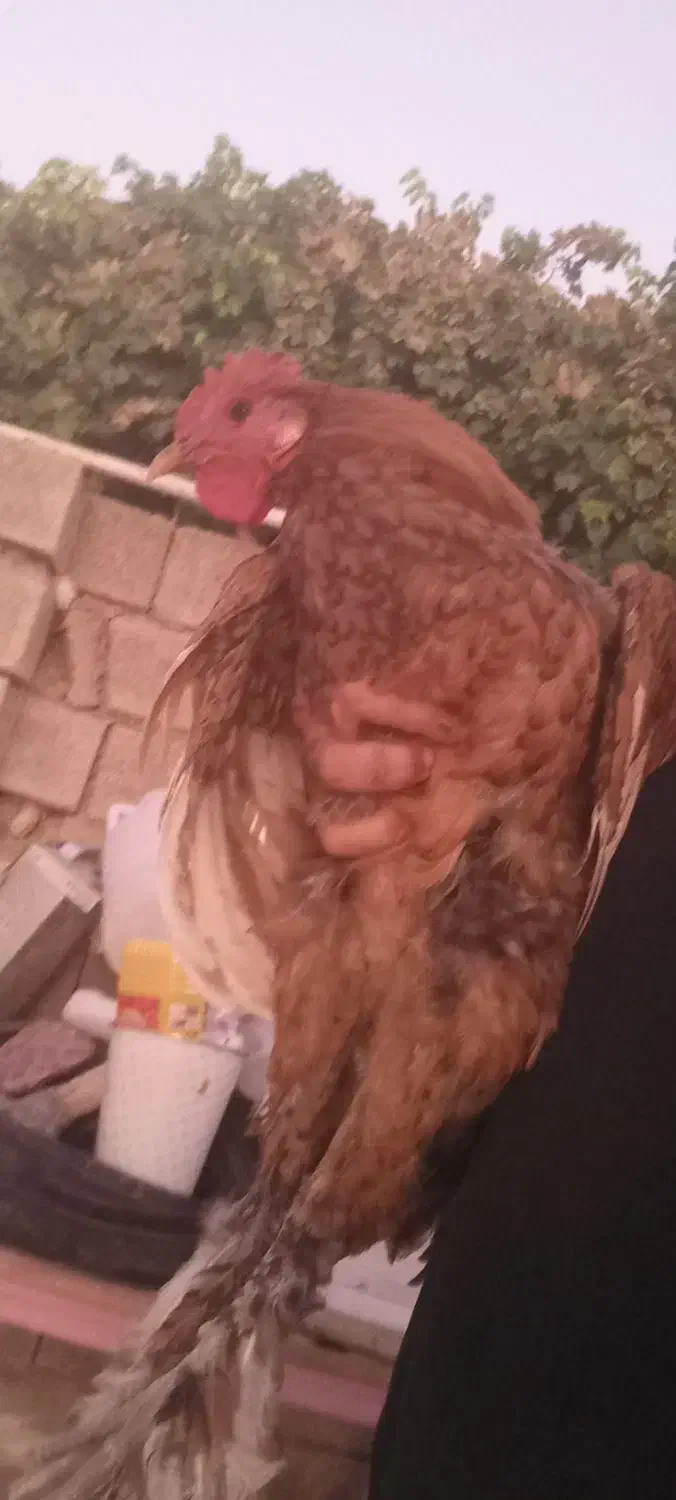 خروس دیلگونی|حیوانات مزرعه|چرام, |دیوار