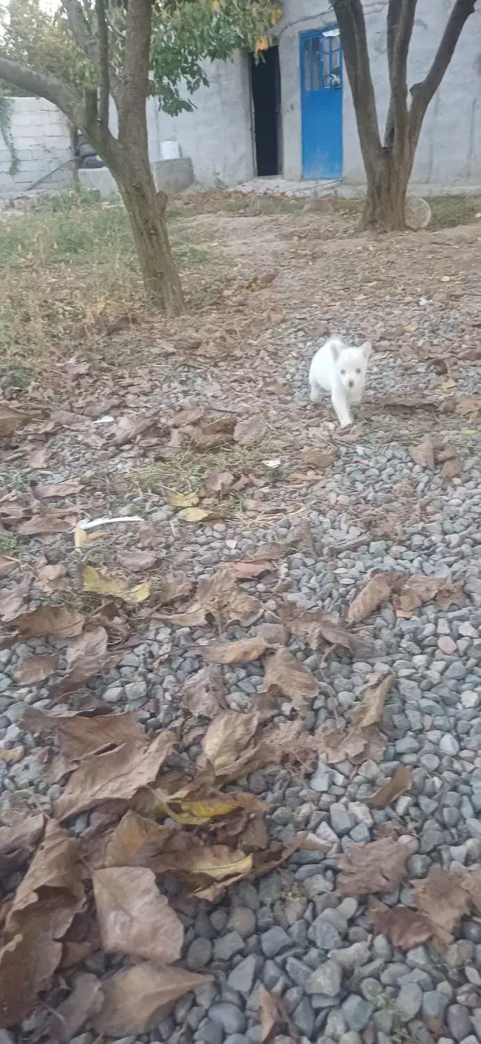 واگذاری‌توله‌سگ‌پاکوتاه نژاداشپیترز|سگ|اصلاندوز, |دیوار