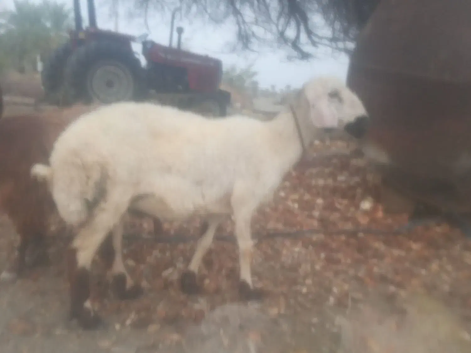 گوسفند فروشی سه تا میش با یک شیشک|حیوانات مزرعه|کهنوج, |دیوار