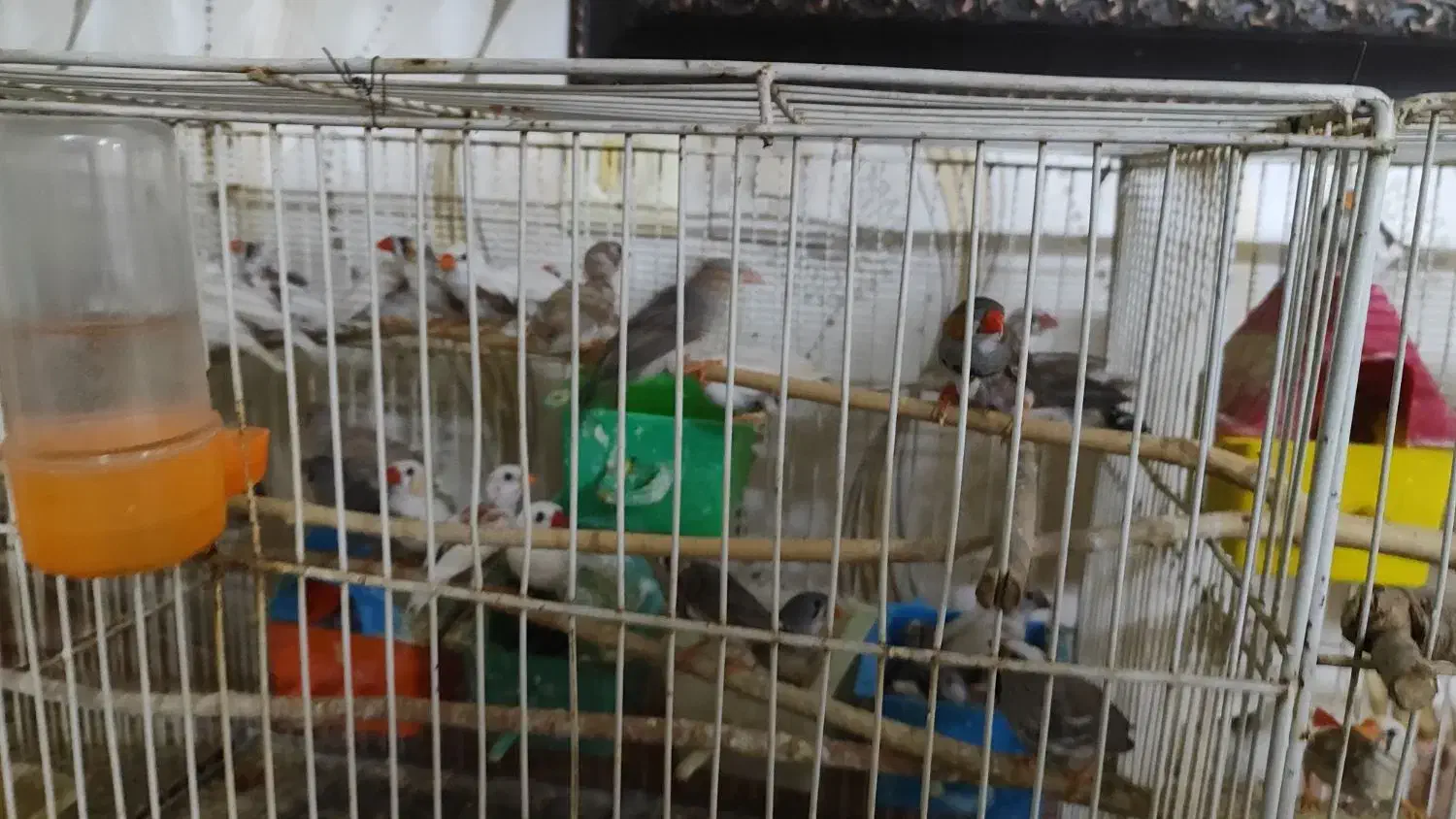 فنچ|پرنده|مشهد, زیبا شهر|دیوار