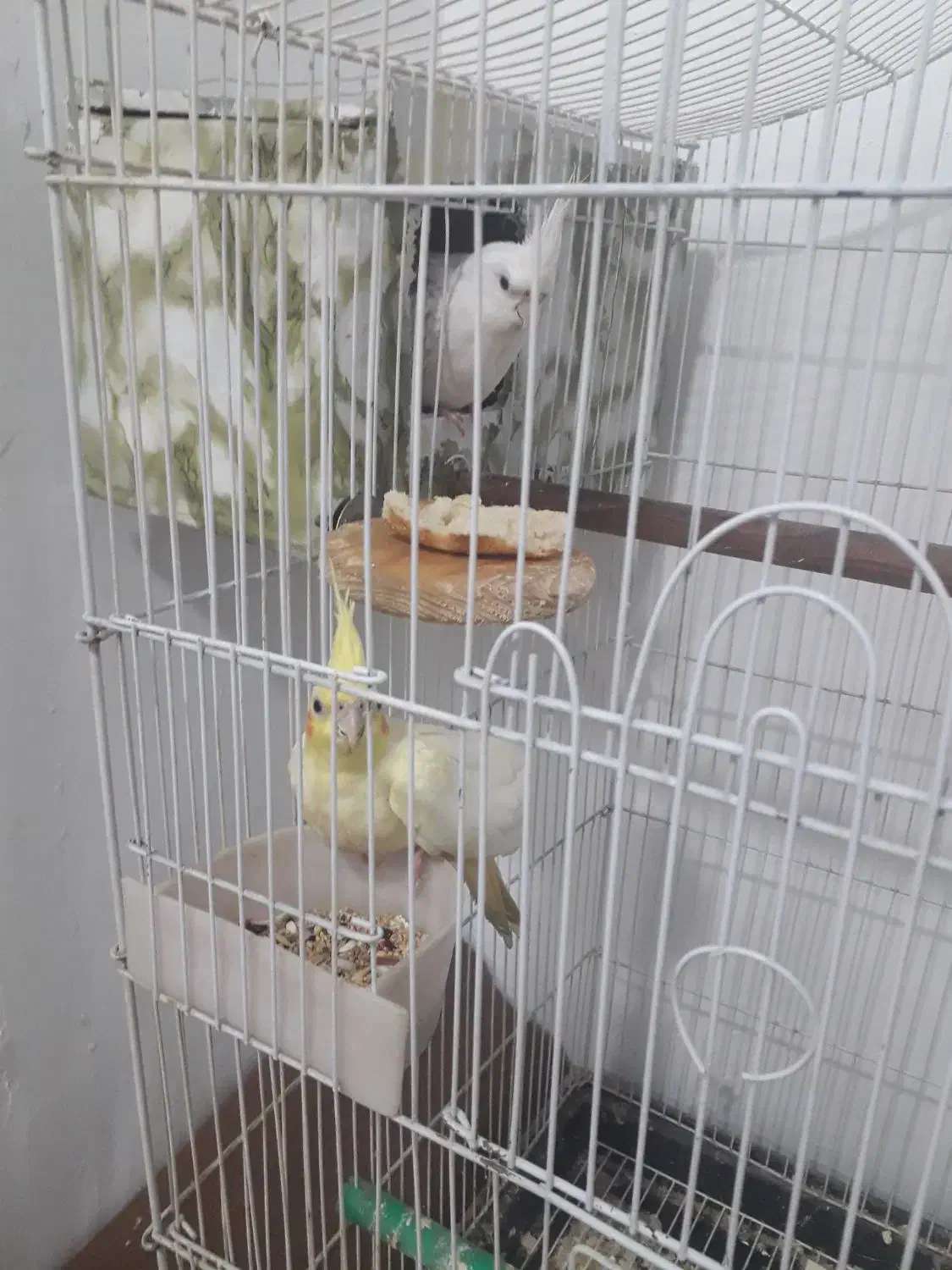 یک جفت عروس هلندی|پرنده|اقبالیه, |دیوار