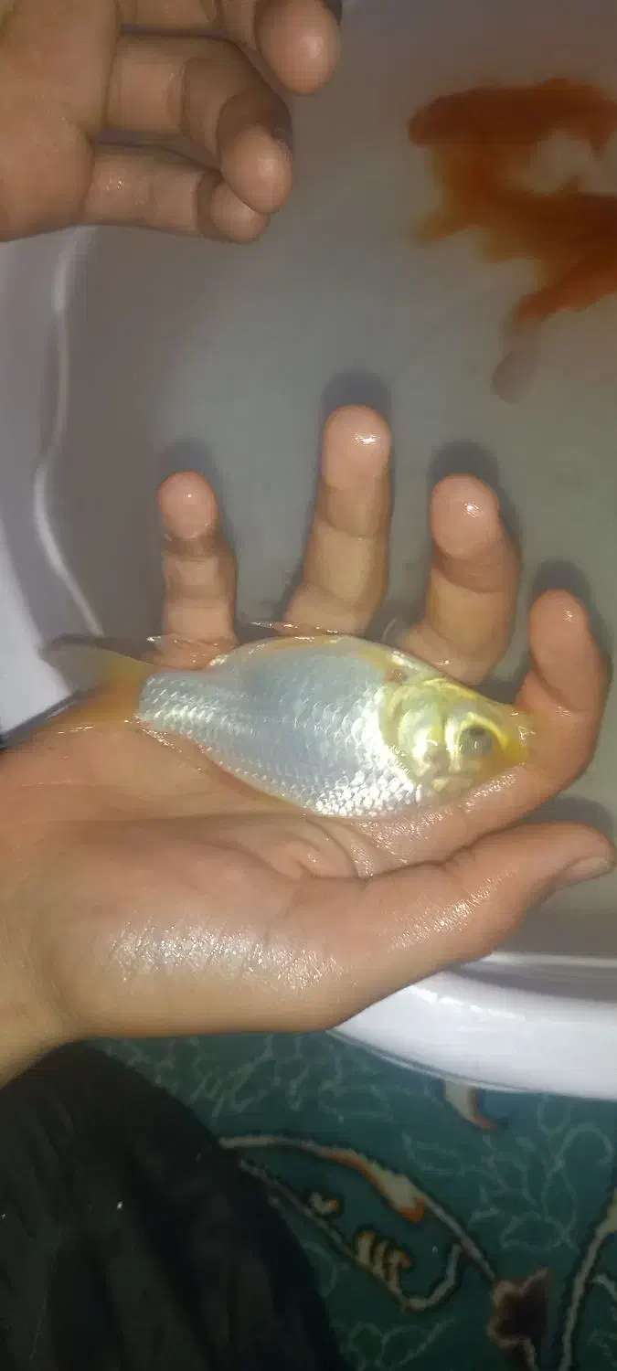 ماهی قرمز|ماهی|فولادشهر, B7|دیوار