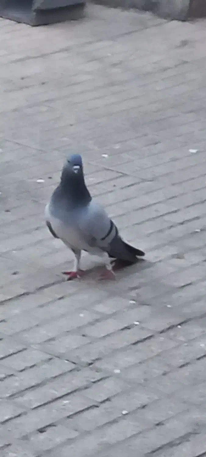 دمگیر نر خرقه|پرنده|اصفهان, پوریای ولی|دیوار