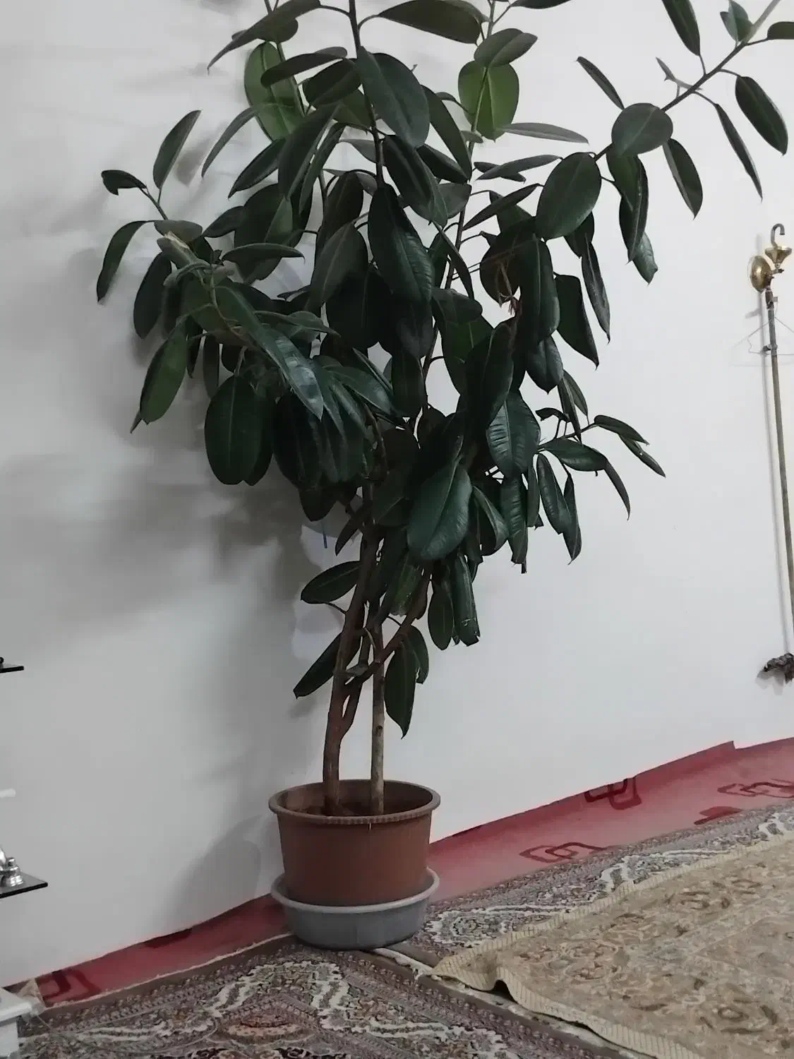 درخت فیلکوس|گل و گیاه طبیعی|مرند, |دیوار