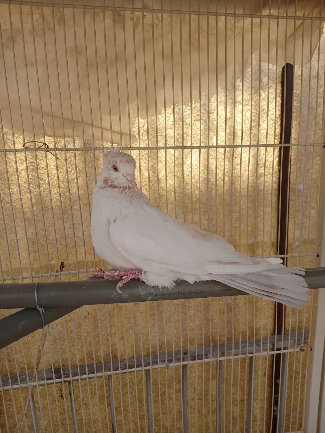 کفتر|پرنده|تهران, شوش|دیوار