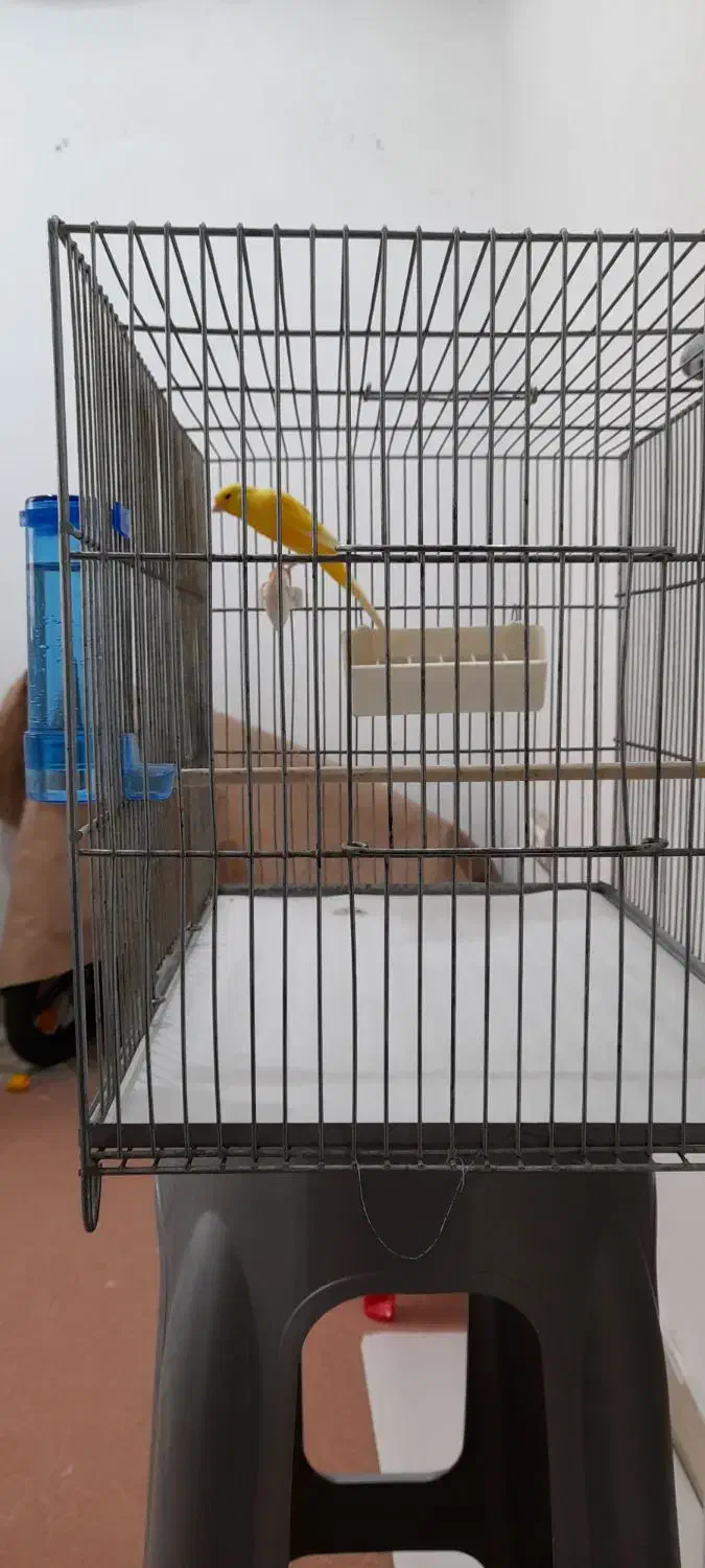 قناری رسمی بلند نر و ماده آماده|پرنده|اندیشه, شهرک صدف|دیوار