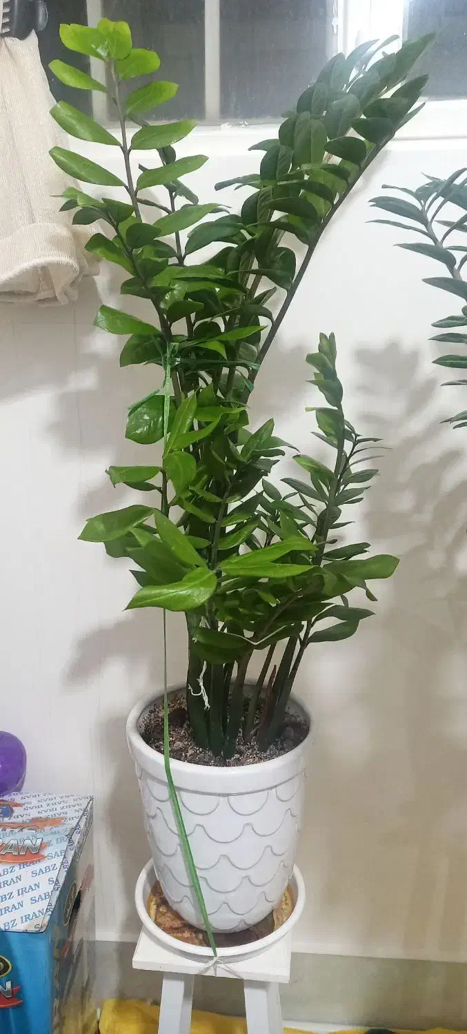 زاموفیلیا|گل و گیاه طبیعی|قم, محمد آباد|دیوار