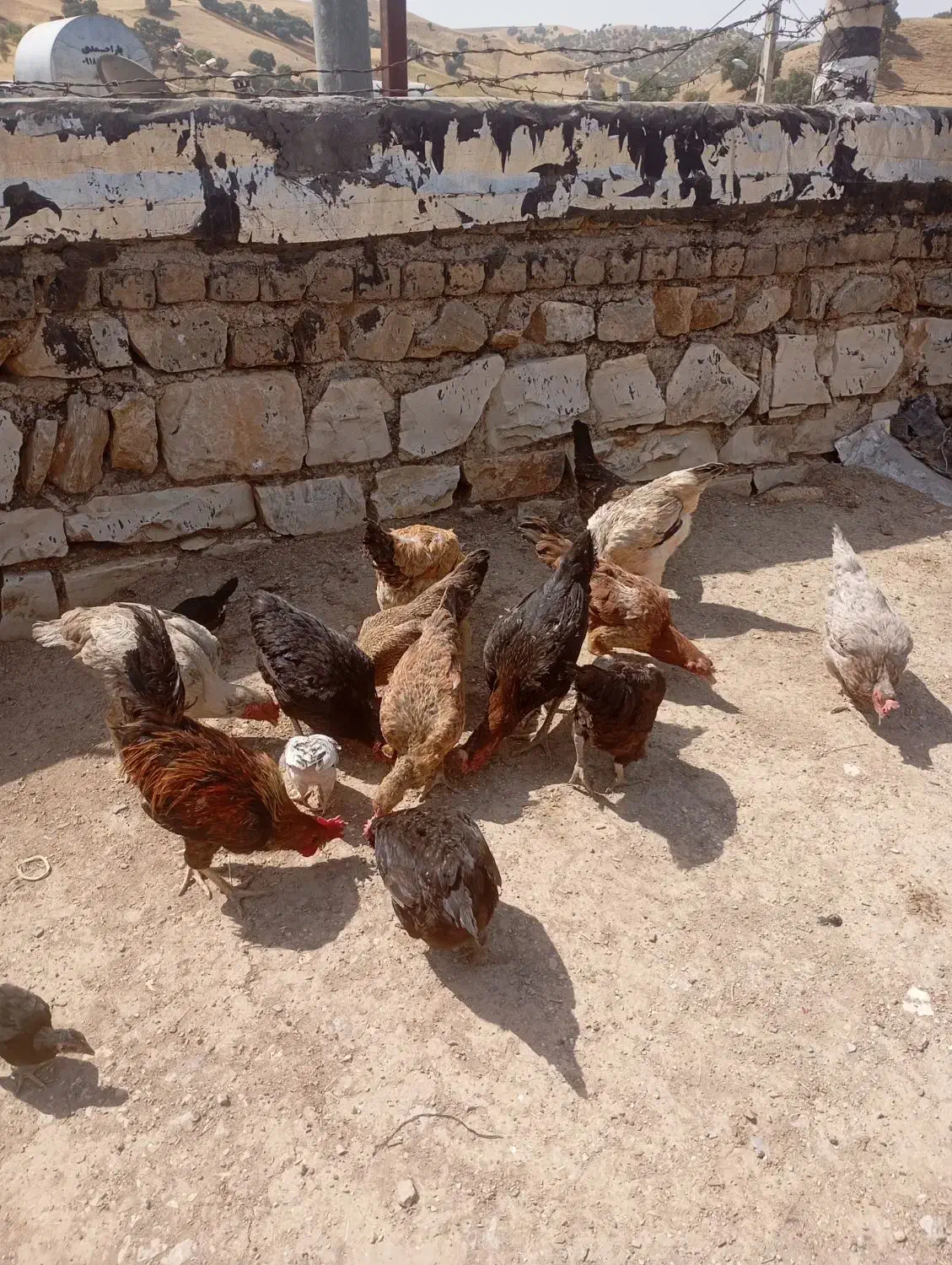 مرغ وخروس کوردی|حیوانات مزرعه|جوانرود, |دیوار