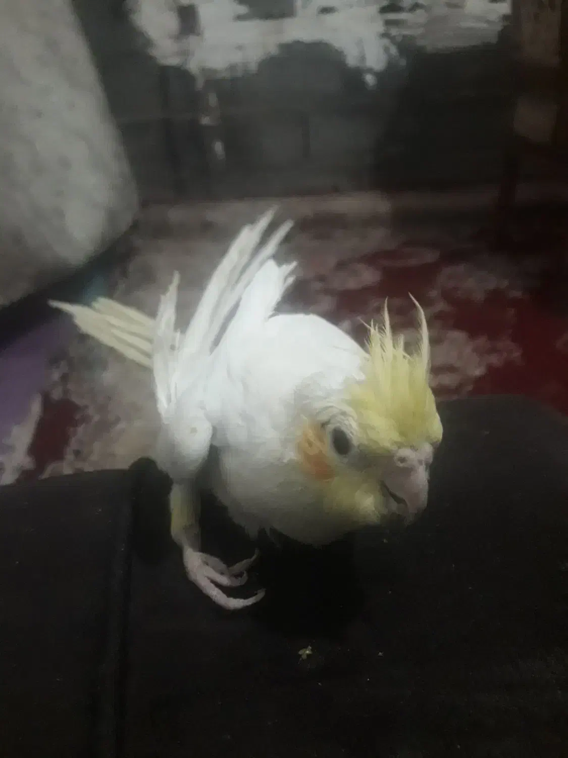 پرنده فقد ۱۵۰ هزار تومن|پرنده|هادی شهر, |دیوار