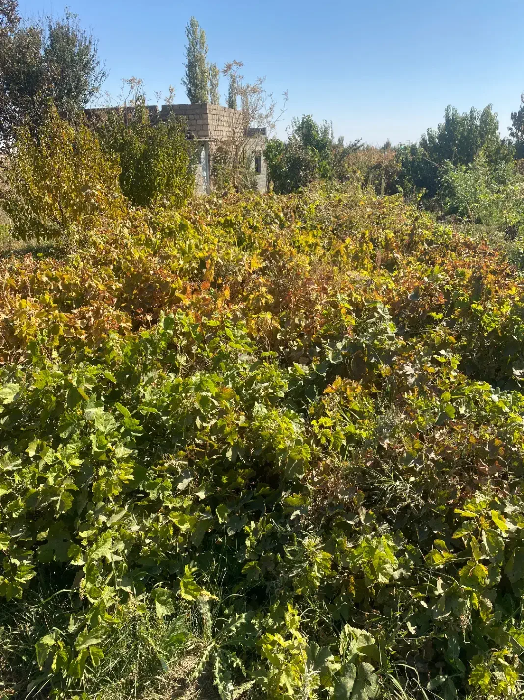 نهال انگور سفید و قرمز کشمشی|عمده‌فروشی|انزل, |دیوار