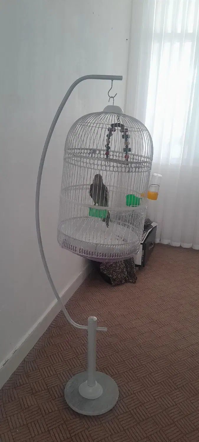 قفس پرنده یک هفته خریدم|لوازم جانبی حیوانات|نیشابور, گنبد سبز|دیوار