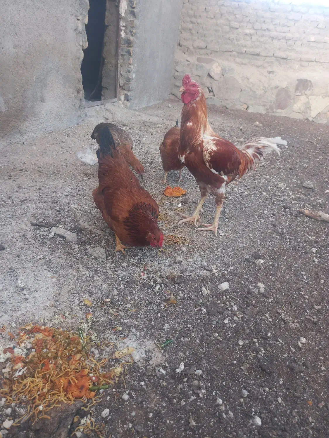 خروس لاری|حیوانات مزرعه|قوچان, |دیوار