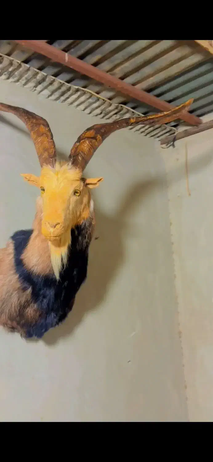 مجسمه طبیعی|مجسمه، تندیس، ماکت|قزوین, |دیوار