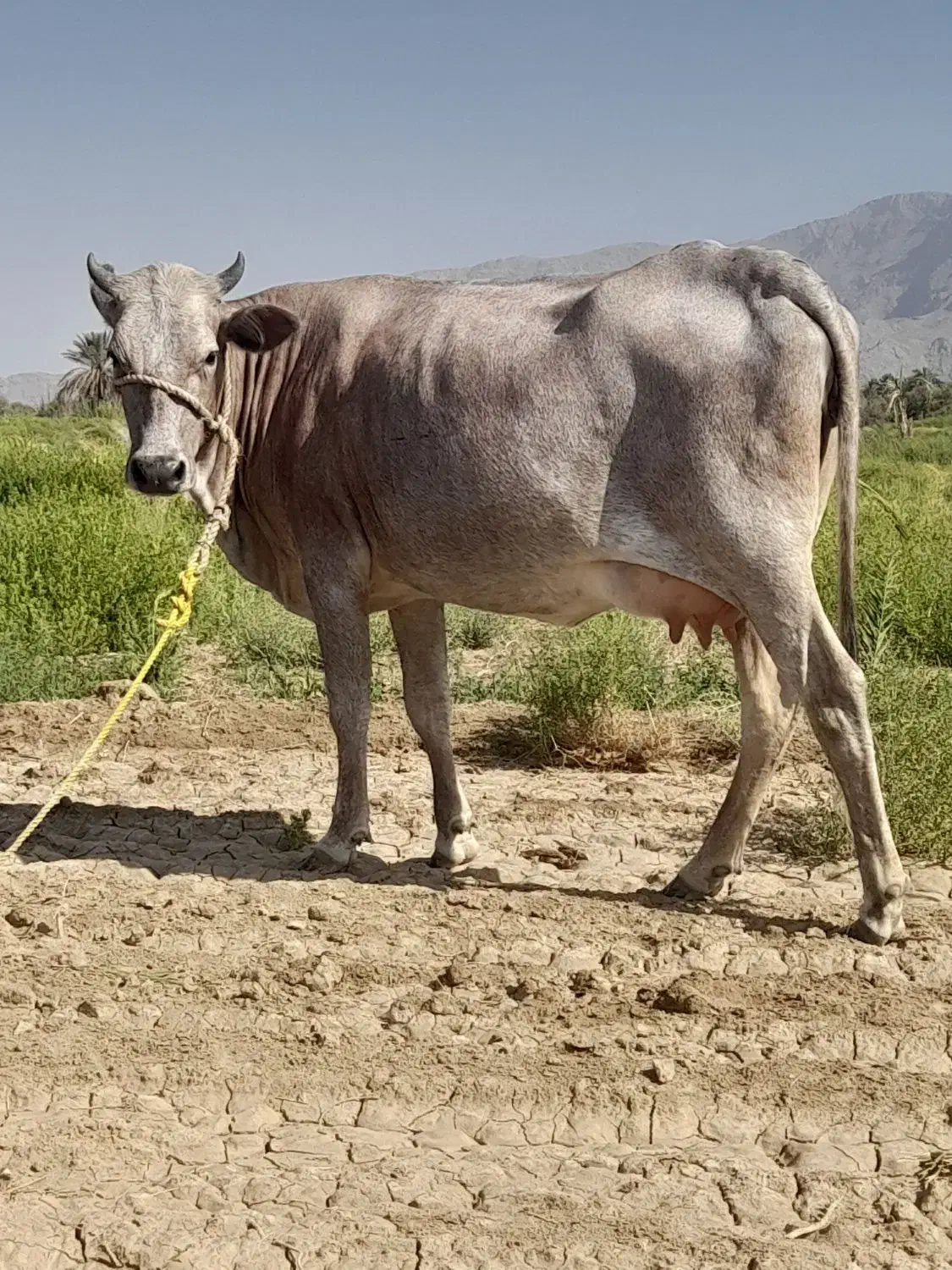 گاو|حیوانات مزرعه|ارزوئیه, |دیوار