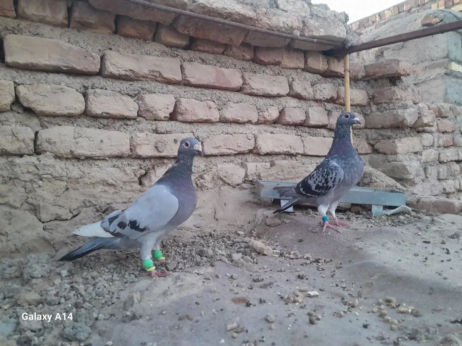 مجسمه|مجسمه، تندیس، ماکت|زابل, |دیوار