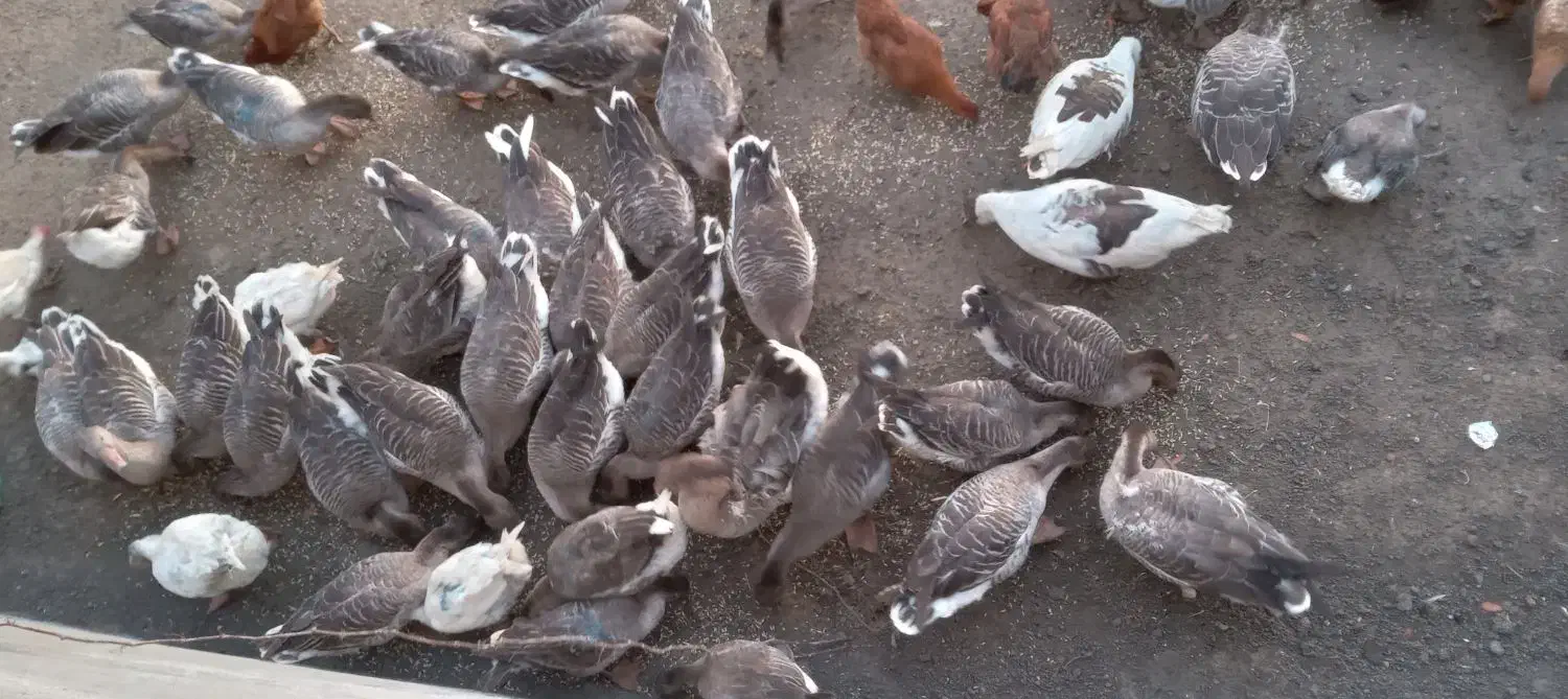 غاز محلی در روستایی قره وانلو|حیوانات مزرعه|آبش احمد, |دیوار