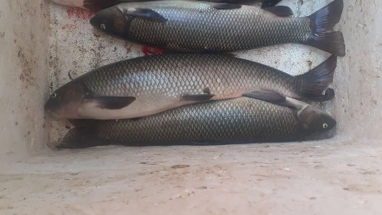 ماهی رودخانه|ماهی|سقز, |دیوار