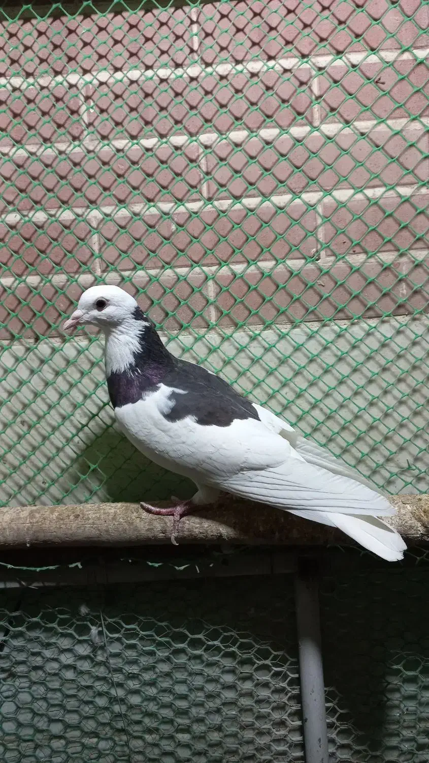 کفتر فروشی|پرنده|طبس, |دیوار