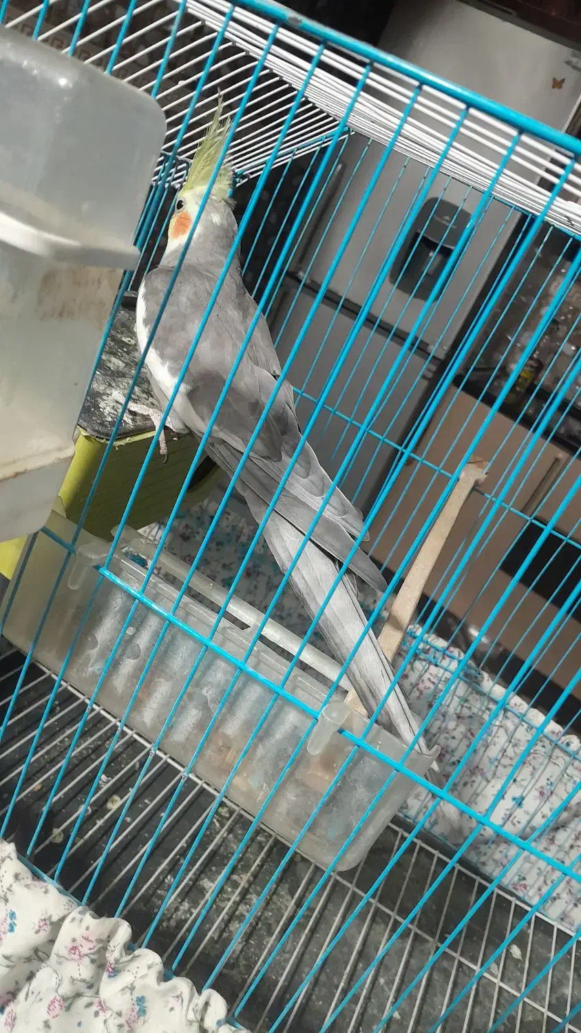 عروس هلندی سخنگوا|پرنده|کهنوج, |دیوار