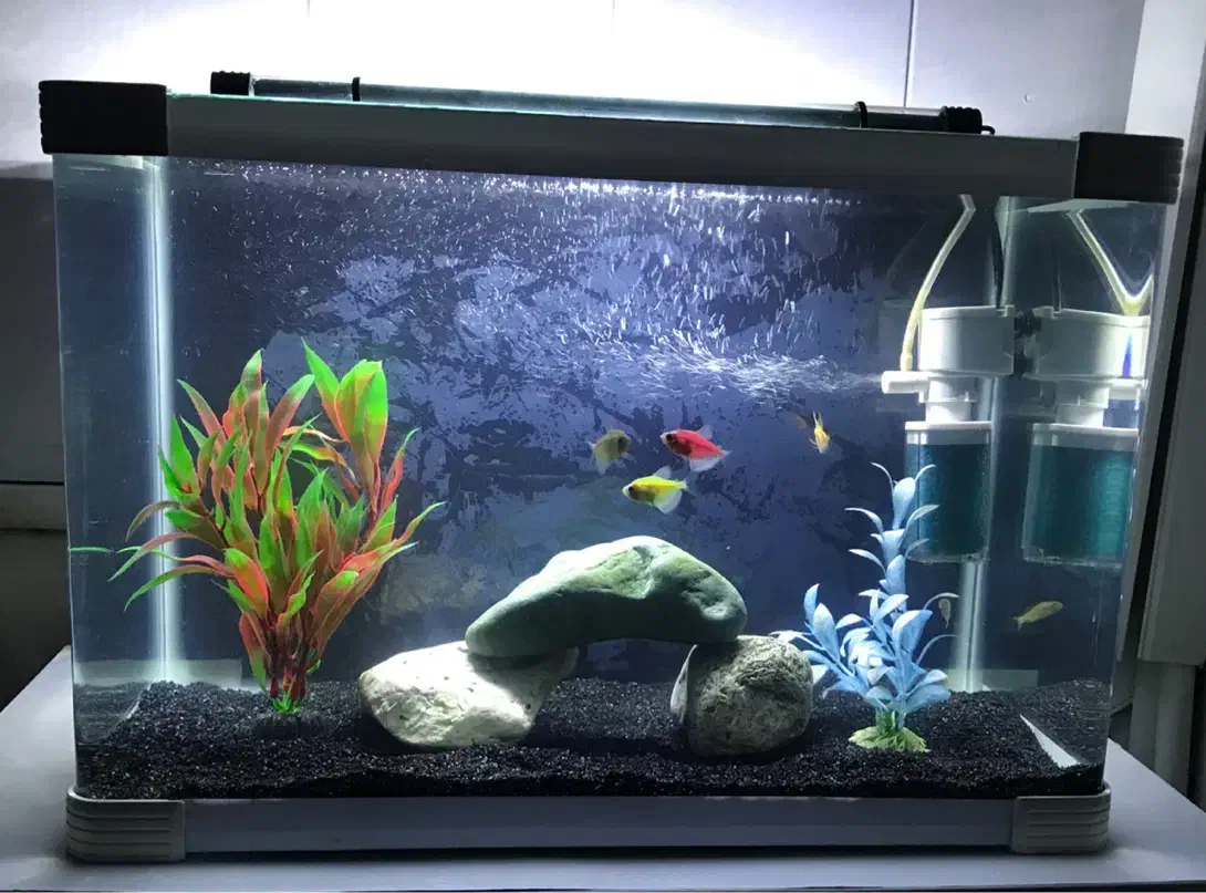 آکواریوم شرکتی شیشه خم با لوازم و ماهی|ماهی|قم, حنیف نژاد|دیوار