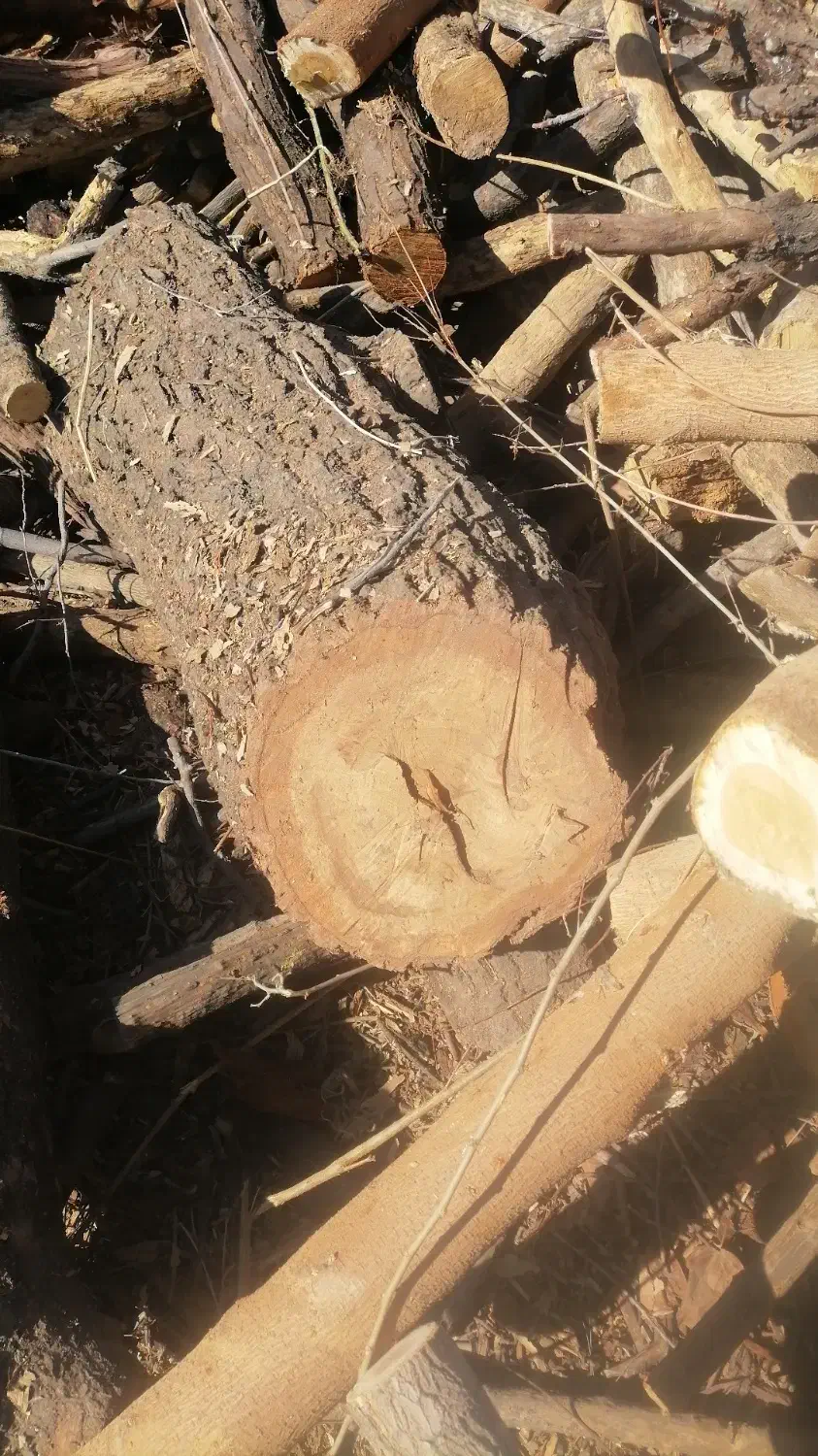 درخت بری وهرس کاری|خدمات باغبانی و درختکاری|مهریز, |دیوار