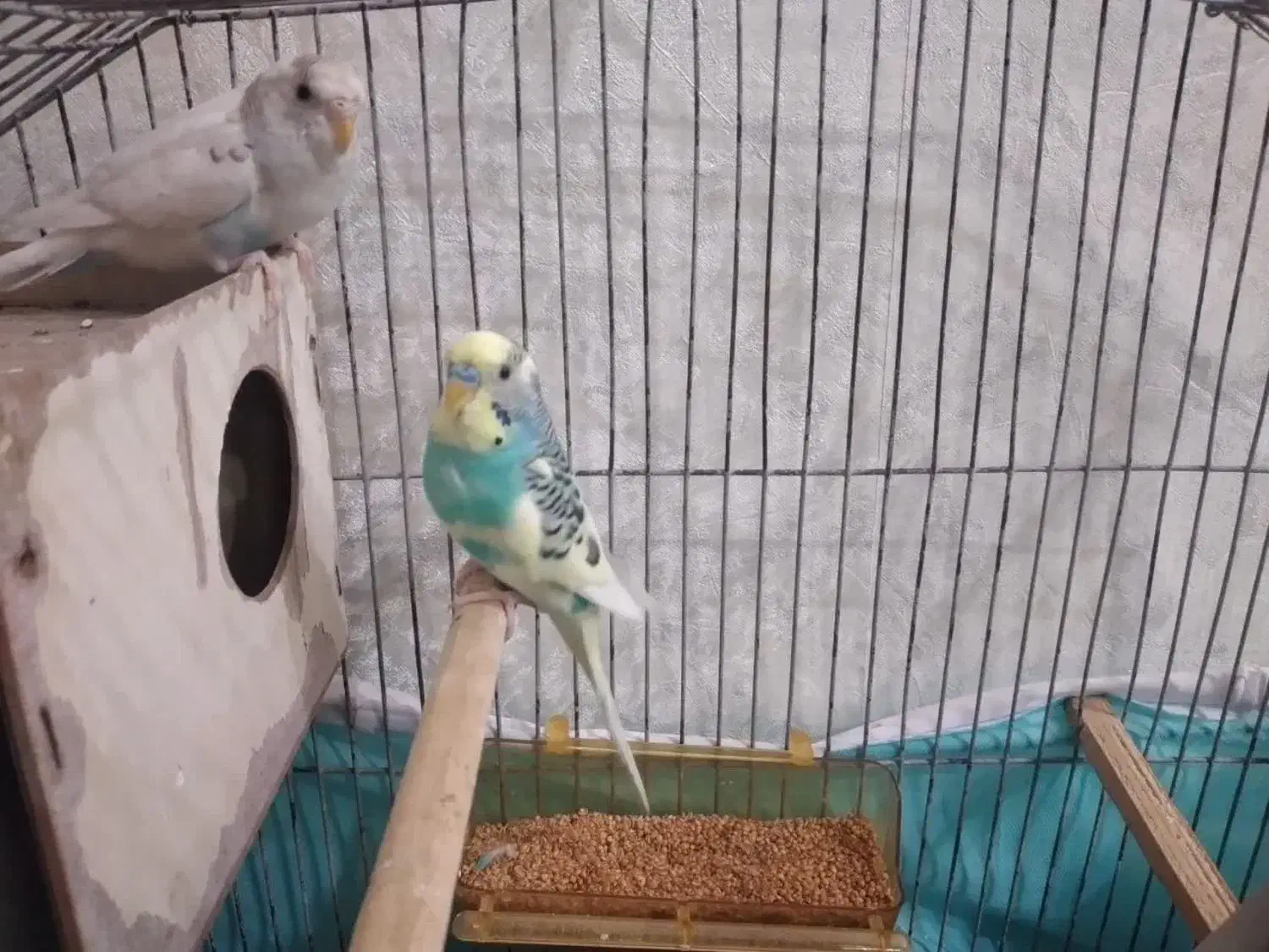 یک جفت مرغ عشق|پرنده|مشهد, کوی پلیس|دیوار