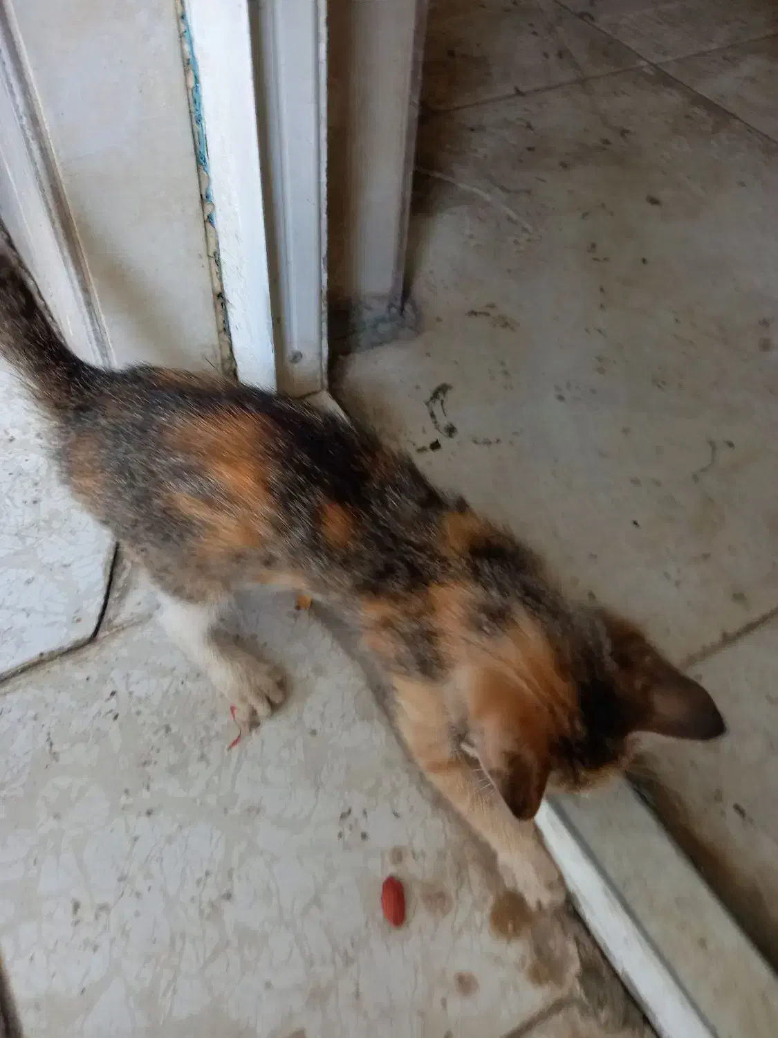 گربه واگذاری مجانی|گربه|رشت, گلزاران|دیوار