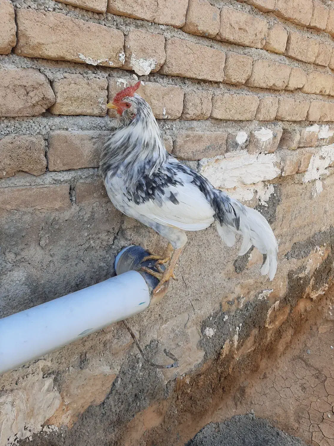 مرغ و خروس گلین|حیوانات مزرعه|سرپل ذهاب, |دیوار