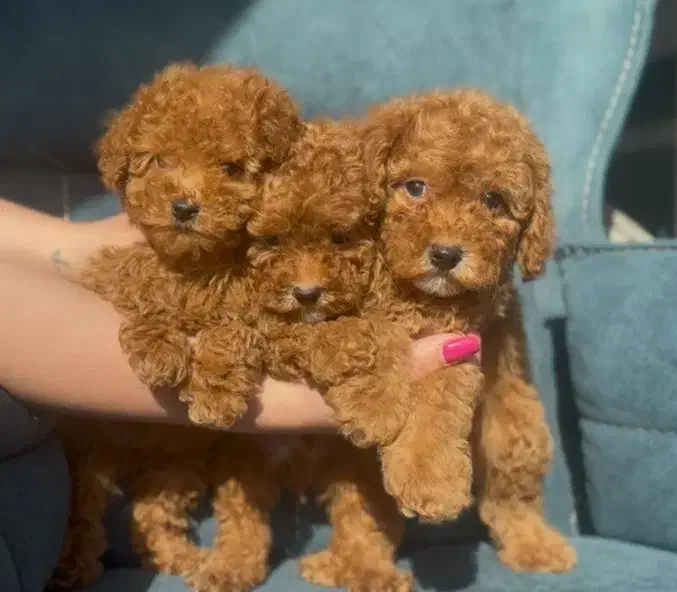 سگ و گربه آپارتمانی توی پودل ، پامرانین شیتزو خالص|سگ|تبریز, |دیوار