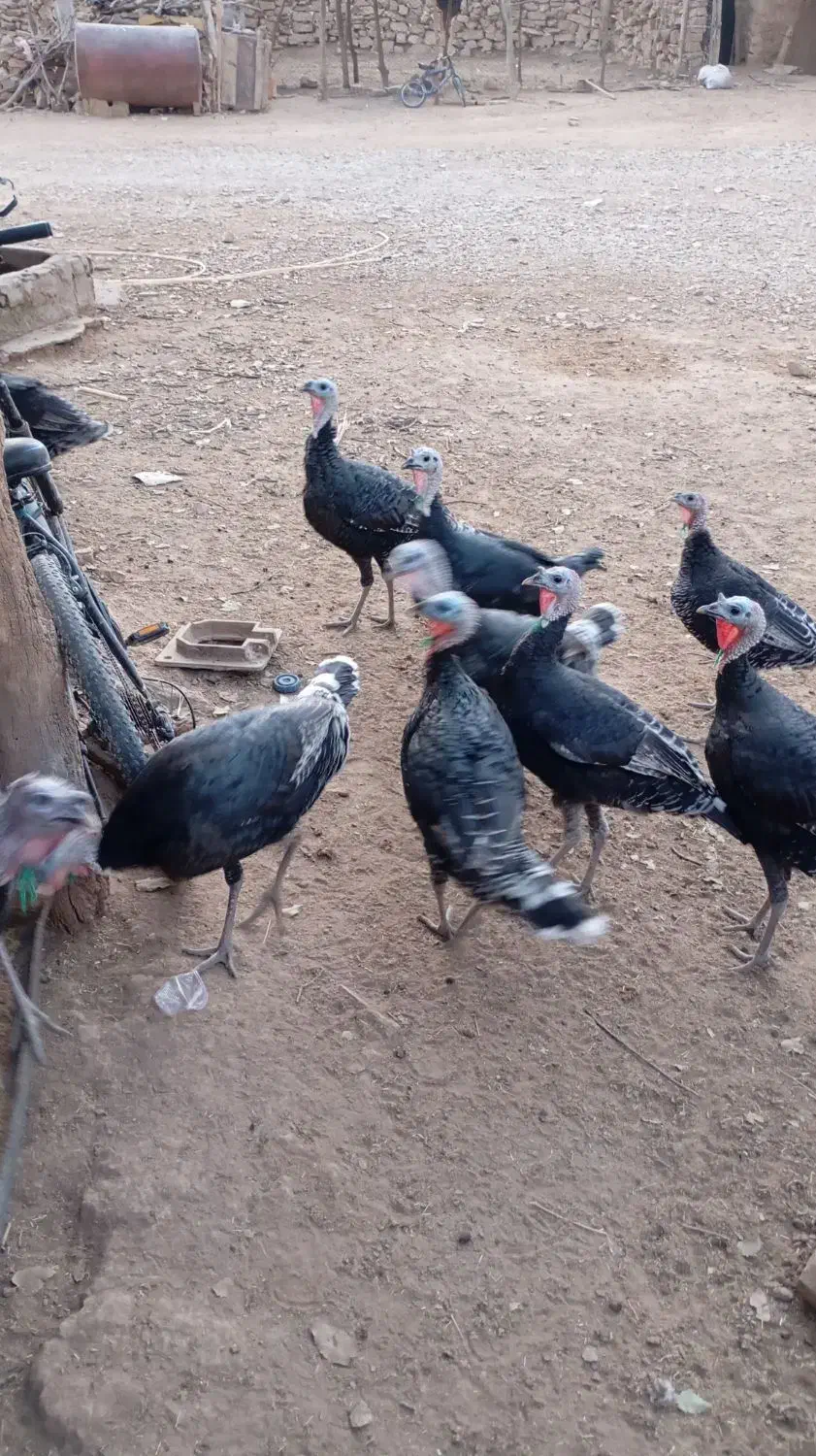 بوقلمون|پرنده|منج, |دیوار