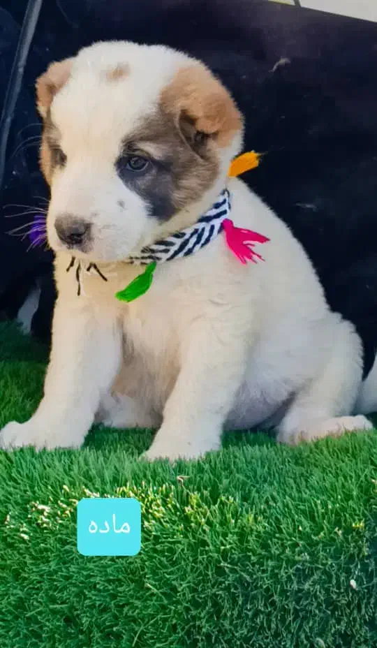 سگ آلابای اصیل|سگ|تهران, پامنار|دیوار